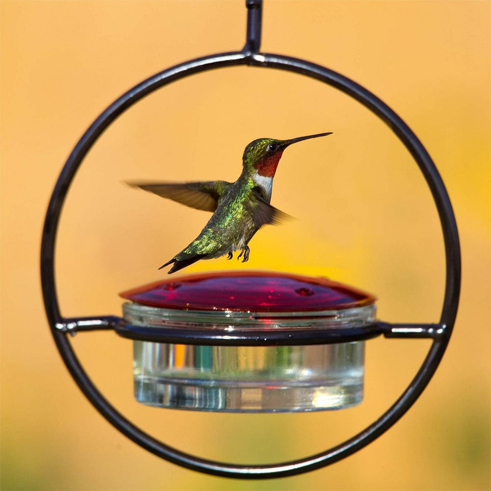 Hanging Hummingbird Feeder - Metal Ring Outdoor Nectar Drinker