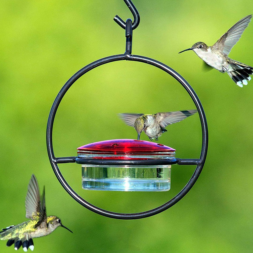 Hanging Hummingbird Feeder - Metal Ring Outdoor Nectar Drinker