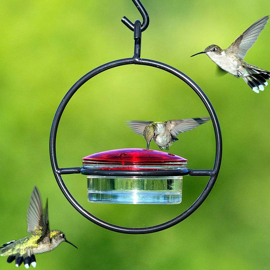 Hanging Hummingbird Feeder — Metal Ring Outdoor Nectar Drinker for Garden, Yard & Patio