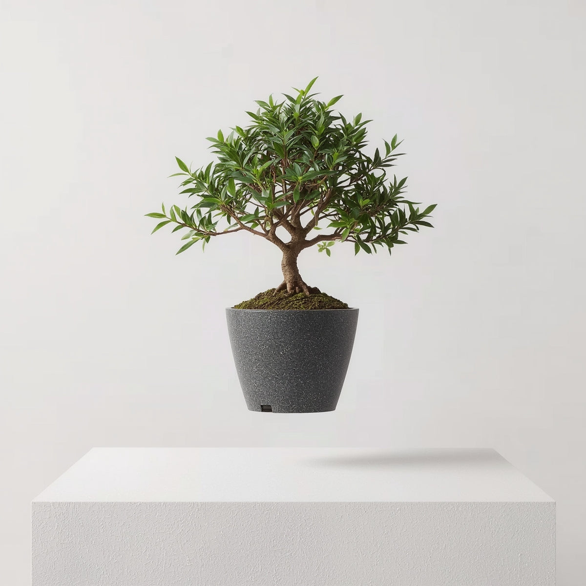 Levitating Plant Pot Magnetic Floating Air Bonsai Self- - Syvah
