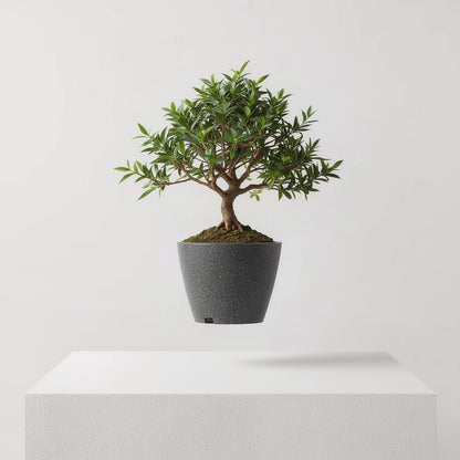 Levitating Plant Pot Magnetic Floating Air Bonsai Self- - Syvah