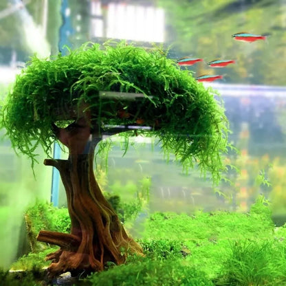 Driftwood Bonsai Tree for Aquariums — Moss-Attach Base