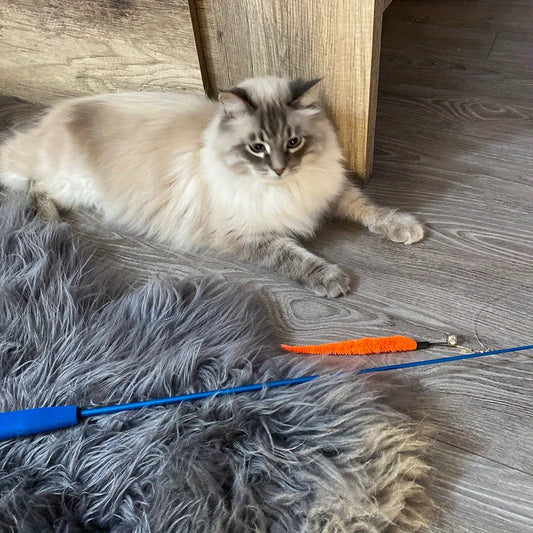 Feather Teaser Wand Value Set With Refills for Cats